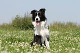 BORDER COLLIE 530